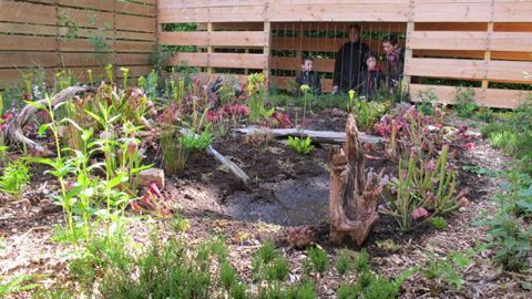 ©Odile Maillard Dans Carnivore parc, ce sont les visiteurs qui doivent faire attention... Drosera, Dionaea, Sarracenia, Darlingtonia… 18 espèces (au total 200 spécimens) sont proposées pour illustrer divers biotopes de 