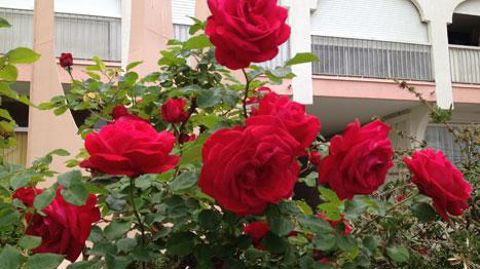 La rose comme dynamique sociale et économique des collectivités sera le thème d'une des conférences données le 29 mai, à Lyon.(c)Odile Maillard La rose comme dynamique sociale et économique des collectivités sera le thème d'une des conférences données le 29 mai, à Lyon.(c)Odile Maillard