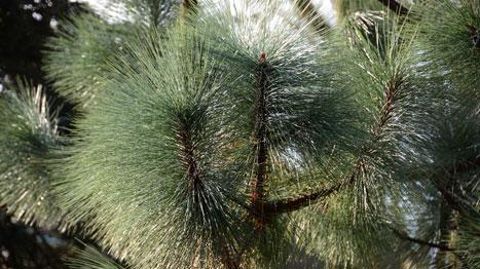 Pinus montezumae ‘Sheffield Park'. ©Pépinière des Laurains  Pinus montezumae ‘Sheffield Park'. ©Pépinière des Laurains 