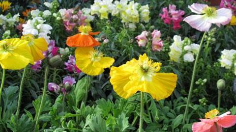 Hormis les producteurs vendant à d'autres producteurs, les autres groupes typologiques, en particulier les producteurs vendant aux GMS et ceux vendant à la distribution spécialisée, affichent des baisses de leurs effectifs.(c)Valérie Vidril Hormis les producteurs vendant à d'autres producteurs, les autres groupes typologiques, en particulier les producteurs vendant aux GMS et ceux vendant à la distribution spécialisée, affichent des baisses de leurs effectifs.(c)Valérie Vidril