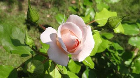 L'enjeu économique du rosier, - ici dans la roseraie de Lyon (69) -, est colossal, unique en horticulture.(c)Claude Thiery L'enjeu économique du rosier, - ici dans la roseraie de Lyon (69) -, est colossal, unique en horticulture.(c)Claude Thiery