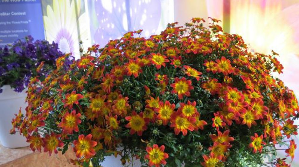 ©Odile Maillard Bidens hybride BEEDANCE®'Painted' Red de Suntory, diffusion de la licence de multiplication en Europe par Moerheim New Plant (Pays-Bas). ©Odile Maillard Bidens hybride BEEDANCE®'Painted' Red de Suntory, diffusion de la licence de multiplication en Europe par Moerheim New Plant (Pays-Bas).
