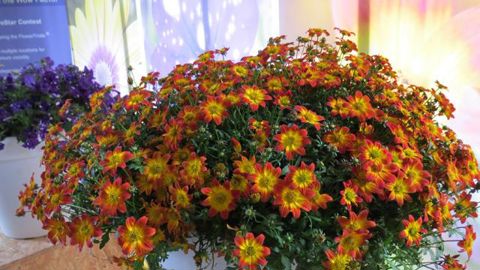 ©Odile Maillard Bidens hybride BEEDANCE®'Painted' Red de Suntory, diffusion de la licence de multiplication en Europe par Moerheim New Plant (Pays-Bas). 