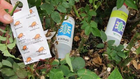 Depuis le 1er juillet, les AMM des produits phytopharmaceutiques, dont font partie les produits de biocontrôle (hormis les macroorganismes), sont gérées par l'Anses. ©photo Valérie Vidril Depuis le 1er juillet, les AMM des produits phytopharmaceutiques, dont font partie les produits de biocontrôle (hormis les macroorganismes), sont gérées par l'Anses. ©photo Valérie Vidril