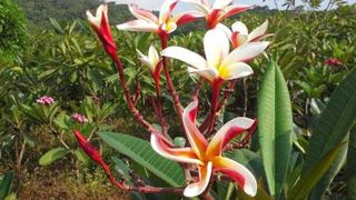 Les fleurs (du blanc au rouge, en passant par le jaune et le rose) au parfum de vanille et d'amande forment des corolles patelliformes parfois consommées en pâtisserie ou en confiture, et appréciées des parfumeurs. ©Guyane Plumeira Les fleurs (du blanc au rouge, en passant par le jaune et le rose) au parfum de vanille et d'amande forment des corolles patelliformes parfois consommées en pâtisserie ou en confiture, et appréciées des parfumeurs. ©Guyane Plumeira Les fleurs (du blanc au rouge, en passant par le jaune et le rose) au parfum de vanille et d'amande forment des corolles patelliformes parfois consommées en pâtisserie ou en confiture, et appréciées des parfumeurs. ©Guyane Plumeira Les fleurs (du blanc au rouge, en passant par le jaune et le rose) au parfum de vanille et d'amande forment des corolles patelliformes parfois consommées en pâtisserie ou en confiture, et appréciées des parfumeurs. ©Guyane Plumeira