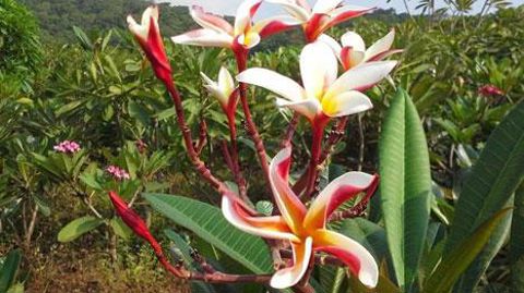 Les fleurs (du blanc au rouge, en passant par le jaune et le rose) au parfum de vanille et d'amande forment des corolles patelliformes parfois consommées en pâtisserie ou en confiture, et appréciées des parfumeurs. ©Guyane Plumeira  Les fleurs (du blanc au rouge, en passant par le jaune et le rose) au parfum de vanille et d'amande forment des corolles patelliformes parfois consommées en pâtisserie ou en confiture, et appréciées des parfumeurs. ©Guyane Plumeira 