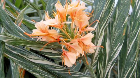 © Saint-Jean-de-Beauregard Hedychium 'Tahitian Flame' - Le Jardin de la Roche Saint-Louis. Un des rares panachés… tout en restant vigoureux, joli jusqu'aux gelées, avec des épis courts de grandes fleurs orangées, délicieusement parfumées. Il atteint 1,5 m de haut. A cultiver en bacs ou au jardin, où il supportera – 15 °C. 