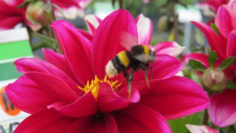 ©Odile Maillard Les plantes amies des abeilles sont tendance en 2015/2016… 