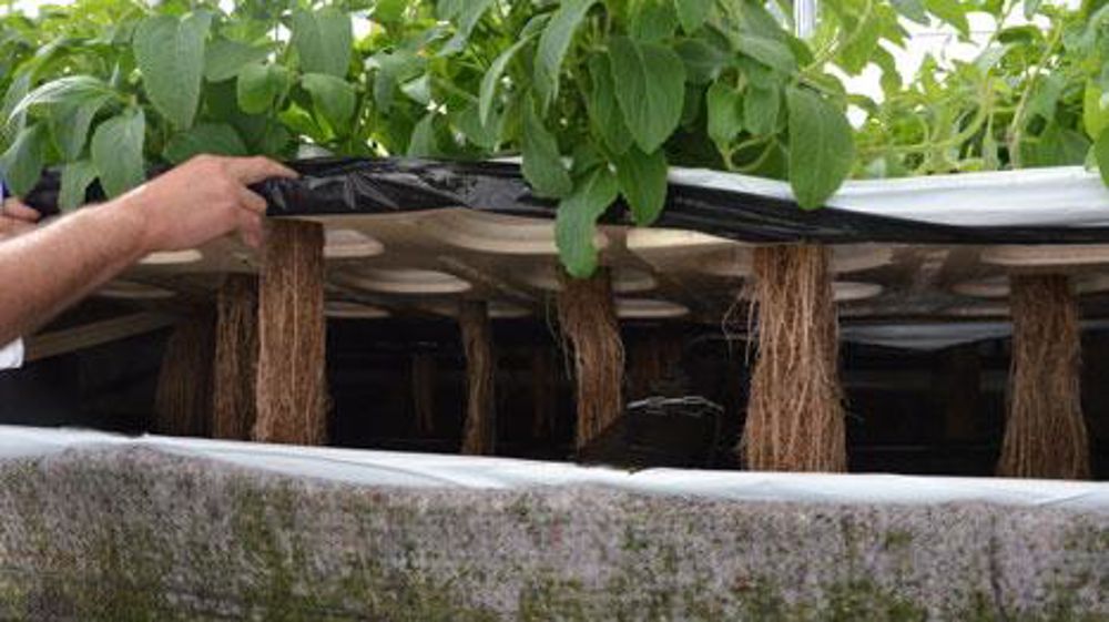 Le CDHR Centre teste l'aéroponie sur le Coleus forskohlii. Grâce à cette technique, les racines sont simples à extraire et propres. En effet, elles « baignent » dans l'air et une solution fertilisante est pulvérisée régulièrement. (c) Aude Richard   Le CDHR Centre teste l'aéroponie sur le Coleus forskohlii. Grâce à cette technique, les racines sont simples à extraire et propres. En effet, elles « baignent » dans l'air et une solution fertilisante est pulvérisée régulièrement. (c) Aude Richard   Le CDHR Centre teste l'aéroponie sur le Coleus forskohlii. Grâce à cette technique, les racines sont simples à extraire et propres. En effet, elles « baignent » dans l'air et une solution fertilisante est pulvérisée régulièrement. (c) Aude Richard   Le CDHR Centre teste l'aéroponie sur le Coleus forskohlii. Grâce à cette technique, les racines sont simples à extraire et propres. En effet, elles « baignent » dans l'air et une solution fertilisante est pulvérisée régulièrement. (c) Aude Richard