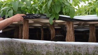 Le CDHR Centre teste l'aéroponie sur le Coleus forskohlii. Grâce à cette technique, les racines sont simples à extraire et propres. En effet, elles « baignent » dans l'air et une solution fertilisante est pulvérisée régulièrement. (c) Aude Richard Le CDHR Centre teste l'aéroponie sur le Coleus forskohlii. Grâce à cette technique, les racines sont simples à extraire et propres. En effet, elles « baignent » dans l'air et une solution fertilisante est pulvérisée régulièrement. (c) Aude Richard Le CDHR Centre teste l'aéroponie sur le Coleus forskohlii. Grâce à cette technique, les racines sont simples à extraire et propres. En effet, elles « baignent » dans l'air et une solution fertilisante est pulvérisée régulièrement. (c) Aude Richard Le CDHR Centre teste l'aéroponie sur le Coleus forskohlii. Grâce à cette technique, les racines sont simples à extraire et propres. En effet, elles « baignent » dans l'air et une solution fertilisante est pulvérisée régulièrement. (c) Aude Richard