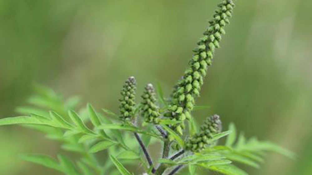 Le pollen de l'ambroisie à feuilles d'armoise, Ambrosia artemisiifolia, est allergisant. © Fredon Bretagne Le pollen de l'ambroisie à feuilles d'armoise, Ambrosia artemisiifolia, est allergisant. © Fredon Bretagne