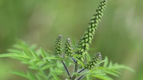 Le pollen de l'ambroisie à feuilles d'armoise, Ambrosia artemisiifolia, est allergisant. © Fredon Bretagne Le pollen de l'ambroisie à feuilles d'armoise, Ambrosia artemisiifolia, est allergisant. © Fredon Bretagne