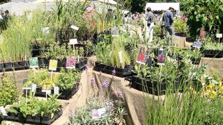 Rencontre « magique » entre de très rares pionniers au départ, les Journées des plantes de Courson accueillent, trente ans après, 25 000 à 30 000 visiteurs...
