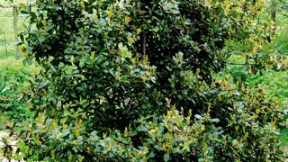 Sujet d'une dizaine d'années, au feuillage persistant vert foncé.