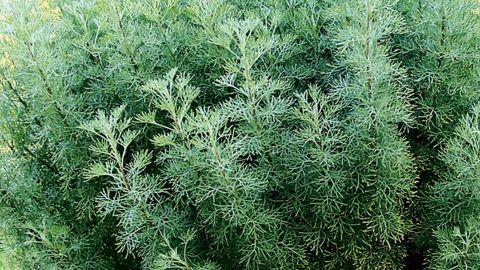 Son feuillage fin, pérenne, et de croissance rapide s'utilise comme bordure ensoleillée ou pour garnir les massifs.PHOTO : CHRISTOPHE CHAMBOLLE