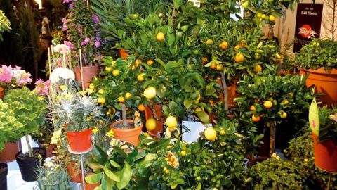 L'Italie, représentée au salon IPM d'Essen par plus de cent exposants, démontre une fois de plus sa volonté de rester le fournisseur privilégié d'une gamme méditerranéenne appréciée dans toute l'Europe.