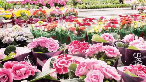 La situation du marché européen horticole ne dépend pas que des conditions météo, mais aussi du climat politique.PHOTO : VALÉRIE VIDRIL