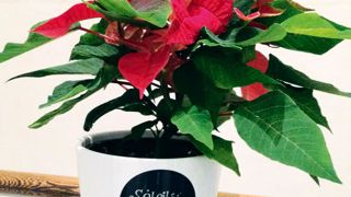 Les poinsettias ont manqué sur le marché à l'occasion des fêtes de fin d'année. De 15 à 20 % de l'offre était habillée de paillettes ou de pots déco.PHOTO : ODILE MAILLARD Les poinsettias ont manqué sur le marché à l'occasion des fêtes de fin d'année. De 15 à 20 % de l'offre était habillée de paillettes ou de pots déco.PHOTO : ODILE MAILLARD