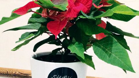 Les poinsettias ont manqué sur le marché à l'occasion des fêtes de fin d'année. De 15 à 20 % de l'offre était habillée de paillettes ou de pots déco.PHOTO : ODILE MAILLARD