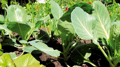 En s'installant durablement dans les pratiques des jeunes jardiniers urbains,le potager révèle les motivations des nouveaux jardiniers où se croisent besoin de réalisation, de partage, de retour à la nature.