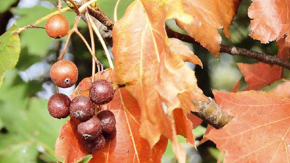 Feuillage d'automne avec quelques fruits, certains déjà blets.