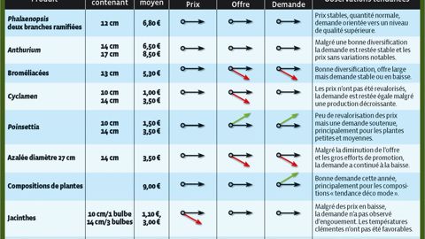 Robustes, adaptables à l'extérieur, au nom évocateur, et à la séduction certaine, les « roses de Noël » ont renforcé leur place dans l'assortiment des plantes destinées à cette période de vente.PHOTO : ODILE MAILLARD