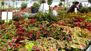 Ancrés dans leur terroir, les Horticulteurs et pépiniéristes de France cultivent un contact privilégié basé sur une qualité de l'accueil et le professionnalisme des conseils.