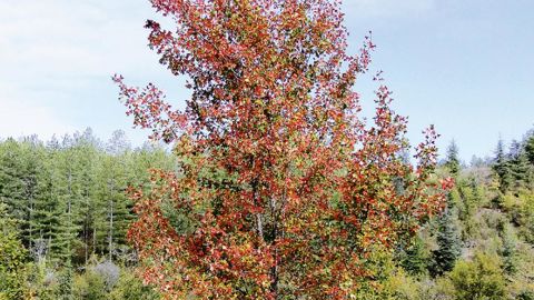 Jeune sujet spontané dans le Lot-et-Garonne.PHOTO : CHRISTOPHE CHAMBOLLE