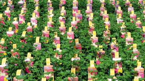 De la simple étiquette à l'anse de barquette : les supports d'information accompagnant les plantes ont évolué, tant par leur forme que leur contenu.