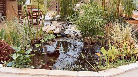 Dès les années 1990, les ventes de plantes aquatiques ont décollé alors que la production restait peu importante. C'est ce marché qu'ont donc choisi les pépinières de la Moine, avec une clientèle composée à 85 % de professionnels.