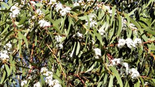 Les fleurs, en groupe de trois à dix, atteignent 1,5 cm de diamètre.