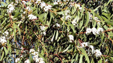 Les fleurs, en groupe de trois à dix, atteignent 1,5 cm de diamètre.