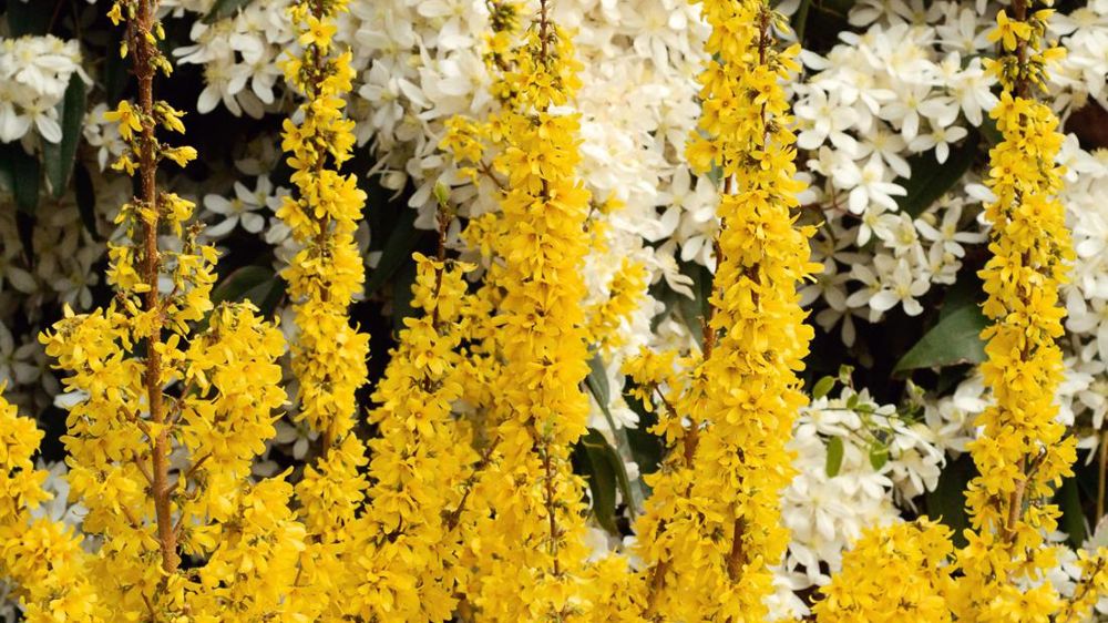 Les pépinières Minier s'appuient sur un catalogue riche de créations ou d'améliorations variétales, et d'innovations captées à travers le monde. L'entreprise proposait sur le Salon du végétal Forsythia x intermedia Mikador® 'Minfo6' cov.PHOTOS : PÉPINIÈRES MINIER Les pépinières Minier s'appuient sur un catalogue riche de créations ou d'améliorations variétales, et d'innovations captées à travers le monde. L'entreprise proposait sur le Salon du végétal Forsythia x intermedia Mikador® 'Minfo6' cov.PHOTOS : PÉPINIÈRES MINIER