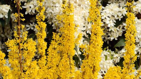 Les pépinières Minier s'appuient sur un catalogue riche de créations ou d'améliorations variétales, et d'innovations captées à travers le monde. L'entreprise proposait sur le Salon du végétal Forsythia x intermedia Mikador® 'Minfo6' cov.PHOTOS : PÉPINIÈRES MINIER
