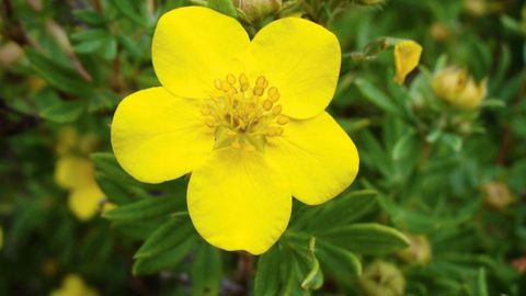 Rustique et ornementalela potentille arbustive est appréciée pour son abondante floraison et sa compacité. Elle favorise la biodiversité fonctionnelle dans des cultures de plein air.PHOTO : JÉRÔME JULLIEN