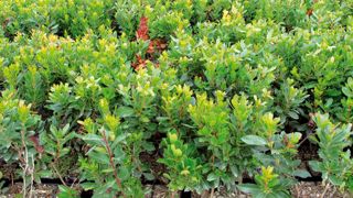 Les plantes de haies (et les arbres tiges) apparaissent comme les catégories de végétaux de pépinière qui peuvent être les plus réactives en matière d'adaptation aux évolutions des conditions climatiques.