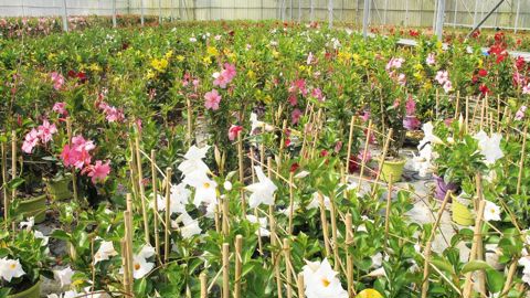 Le dipladénia, qui a connu une forte croissance commerciale au cours de la dernière décennie, semble avoir aujourd'hui atteint sa phase de maturité.PHOTO : VALÉRIE VIDRIL