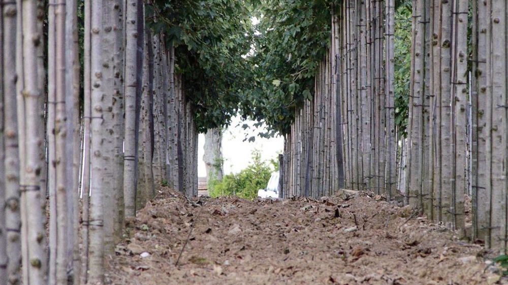 Selon des estimations de la FNPHP, environ les deux tiers des achats de végétaux des collectivités de l'Hexagone sont produits hors de notre territoire. Selon des estimations de la FNPHP, environ les deux tiers des achats de végétaux des collectivités de l'Hexagone sont produits hors de notre territoire.