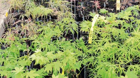 Dans un ou deux ans, les jeunes plants d'érables japonais ou de cornouillers pourraient être recherchés sur le marché européen. Il faudrait les greffer dès maintenant.