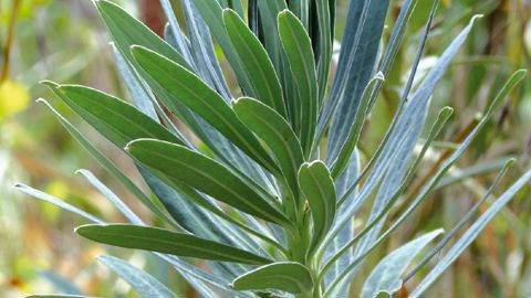 Tige feuillée en croissance active d'Euphorbia characias subsp. characias.