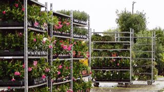 Les grandes surfaces spécialisées (GSS) ont enregistré une importante baisse de fréquentation affectant les ventes de végétaux d'ornement mais également celles des autres rayons. Les grandes surfaces spécialisées (GSS) ont enregistré une importante baisse de fréquentation affectant les ventes de végétaux d'ornement mais également celles des autres rayons.