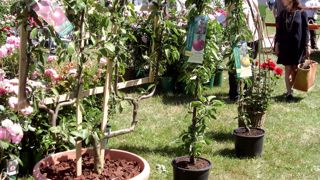 La dernière édition des Journées des plantes de Courson a permis de relever la montée en puissance de l'offre de fruitiers formés.