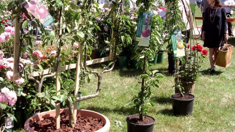 La dernière édition des Journées des plantes de Courson a permis de relever la montée en puissance de l'offre de fruitiers formés.