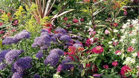 Le marché des collectivités reste marqué par les tensions sur les budgets et les prix tirés vers le bas. Le fleurissement printanier a été marqué par un fléchissement des ventes. Pour l'été, les villes fleurissent toujours. La mode des vivaces a peut-être atteint son apogée...PHOTOS : PASCAL FAYOLLE