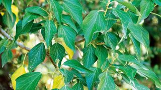 Les boutons floraux de ces tiges florifères d'Hedera helix (août) offriront à l'automne une nourriture providentielle aux insectes pollinisateurs.JÉRÔME JULLIEN