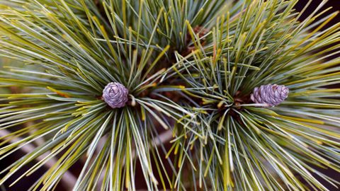 Formes, couleurs et graphismes très variés, compacts, résistants... Les nombreuses qualités des conifères nains doivent leur permettre de trouver un marché.