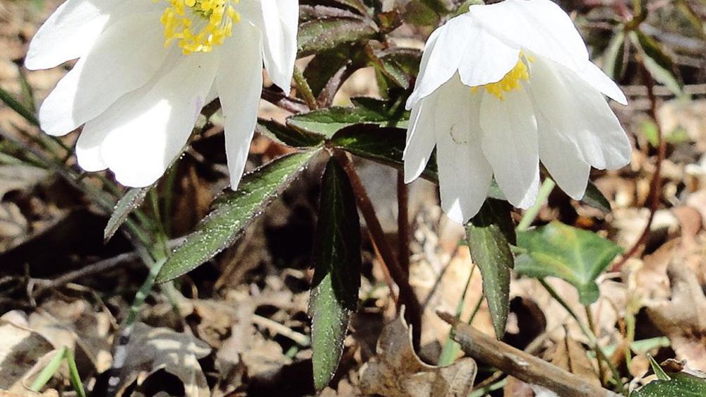 Les fleurs s'épanouissent vers mi-avril, d'autant plus longtemps que les températures sont froides.