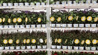 Beetractive et Binenfreundlich : les rolls de Grünewald Group (GGG) s'habillent de messages, mascottes et logos en faveur des abeilles et papillons, au détriment toutefois des noms latins. Beetractive et Binenfreundlich : les rolls de Grünewald Group (GGG) s'habillent de messages, mascottes et logos en faveur des abeilles et papillons, au détriment toutefois des noms latins.