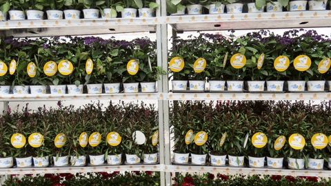 Beetractive et Binenfreundlich : les rolls de Grünewald Group (GGG) s'habillent de messages, mascottes et logos en faveur des abeilles et papillons, au détriment toutefois des noms latins.