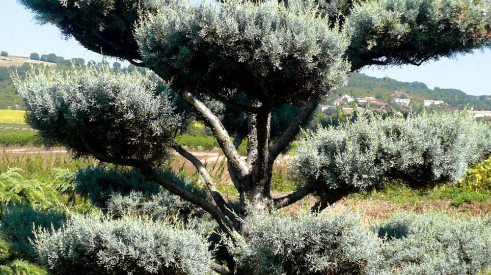 La pépinière de l'Ambre propose des pins noirs et pins sylvestres taillés en « nuage ». Mais elle réalise aussi cette forme particulière à partir de cyprès bleus qui bénéficient d'un bon engouement commercial, plus particulièrement dans des tailles allant de deux mètres à deux mètres cinquante. La pépinière de l'Ambre propose des pins noirs et pins sylvestres taillés en « nuage ». Mais elle réalise aussi cette forme particulière à partir de cyprès bleus qui bénéficient d'un bon engouement commercial, plus particulièrement dans des tailles allant de deux mètres à deux mètres cinquante.
